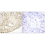 Immunohistochemistry - Anti-SPZ1 Antibody (C11631) - Antibodies.com