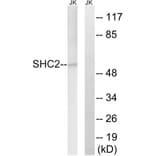 Western Blot - Anti-SHC2 Antibody (C18733) - Antibodies.com