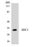 Western Blot - Anti-SDC1 Antibody (R12-3486) - Antibodies.com