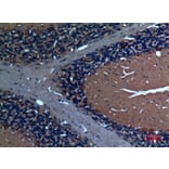 Immunohistochemistry - Anti-SCG3 Antibody (C30009) - Antibodies.com