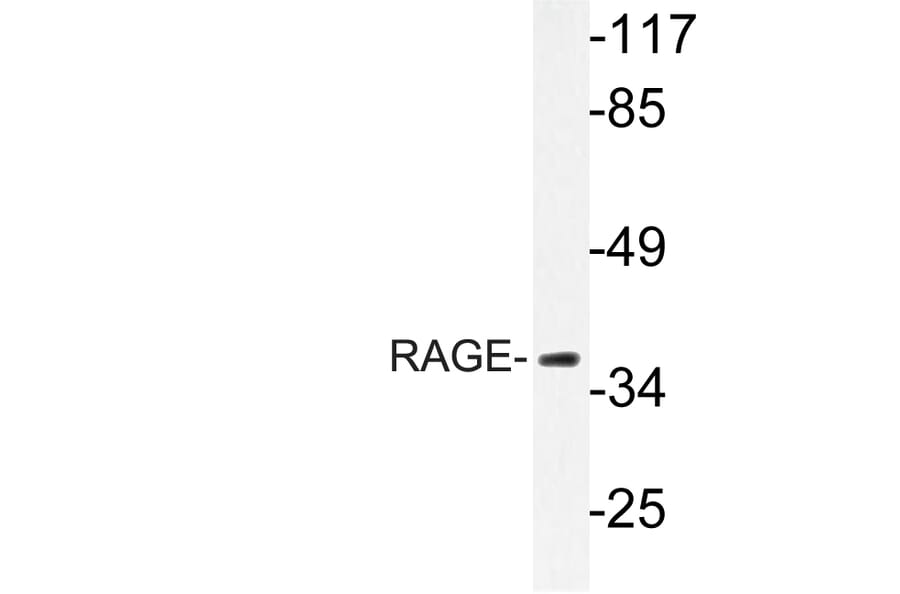 Western Blot - Anti-RAGE Antibody (R12-2327) - Antibodies.com