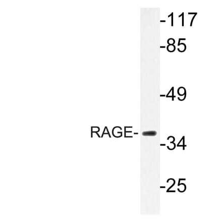 Western Blot - Anti-RAGE Antibody (R12-2327) - Antibodies.com