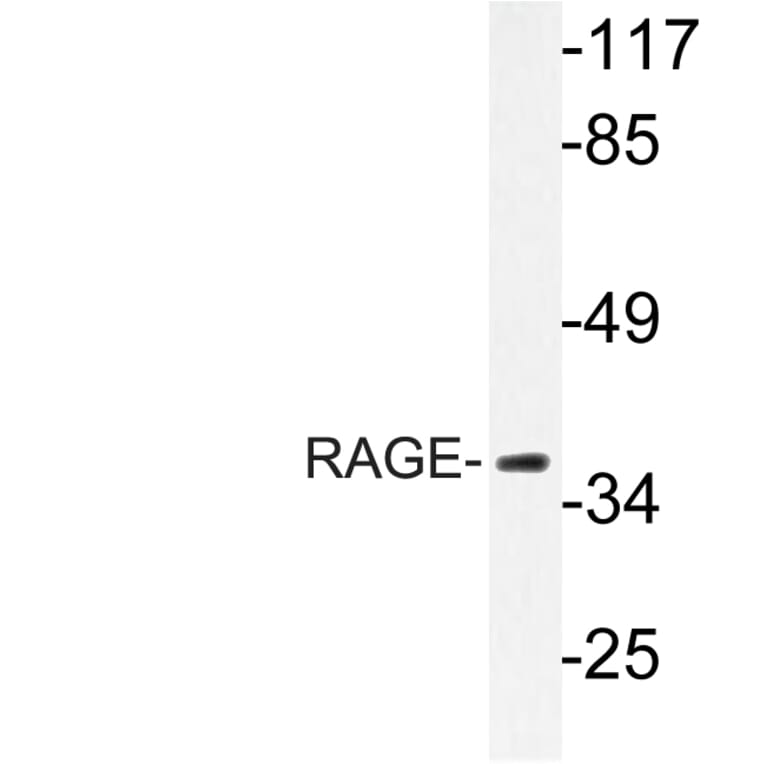 Western Blot - Anti-RAGE Antibody (R12-2327) - Antibodies.com