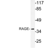 Western Blot - Anti-RAGE Antibody (R12-2327) - Antibodies.com