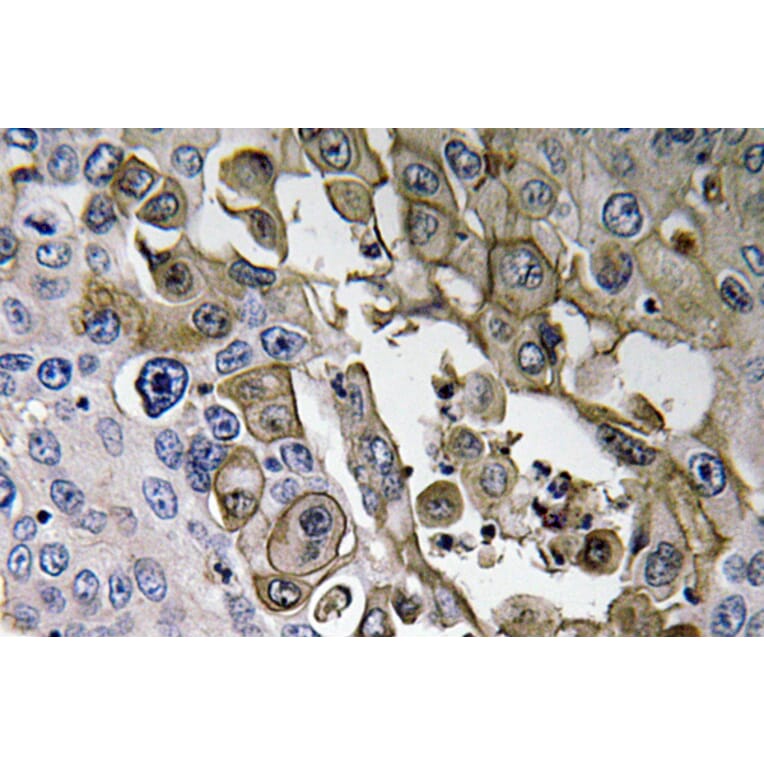 Immunohistochemistry - Anti-RAGE Antibody (R12-2327) - Antibodies.com