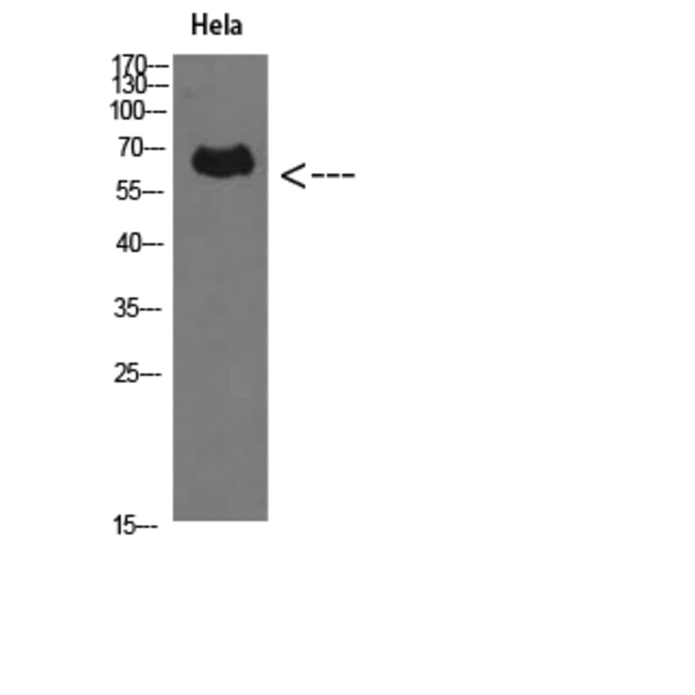 Western Blot - Anti-PRF1 Antibody (C30848) - Antibodies.com