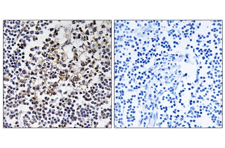 Immunohistochemistry - Anti-PGLS Antibody (C14200) - Antibodies.com