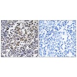 Immunohistochemistry - Anti-PGLS Antibody (C14200) - Antibodies.com