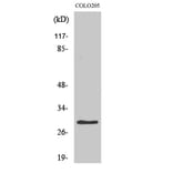 Western Blot - Anti-PGLS Antibody (C14200) - Antibodies.com