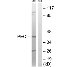 Western Blot - Anti-PECI Antibody (C17621) - Antibodies.com