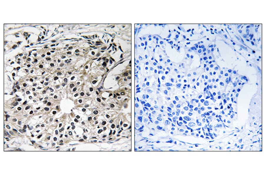 Immunohistochemistry - Anti-PECI Antibody (C17621) - Antibodies.com