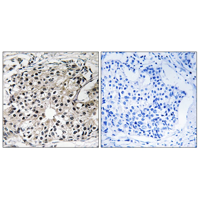 Immunohistochemistry - Anti-PECI Antibody (C17621) - Antibodies.com