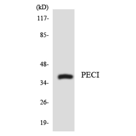 Western Blot - Anti-PECI Antibody (R12-3316) - Antibodies.com