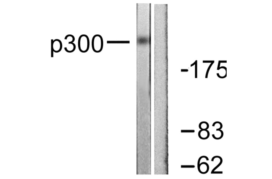 Western Blot - Anti-p300 Antibody (C0289) - Antibodies.com