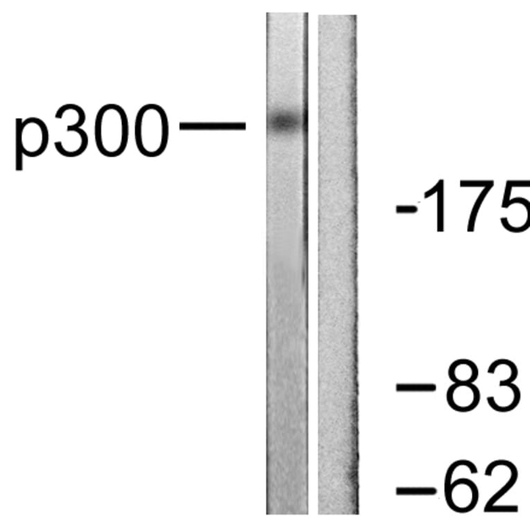 Western Blot - Anti-p300 Antibody (C0289) - Antibodies.com