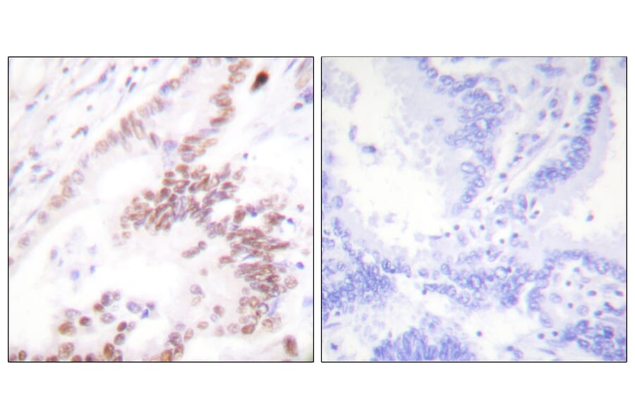 Immunohistochemistry - Anti-p300 Antibody (C0289) - Antibodies.com