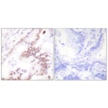 Immunohistochemistry - Anti-p300 Antibody (C0289) - Antibodies.com