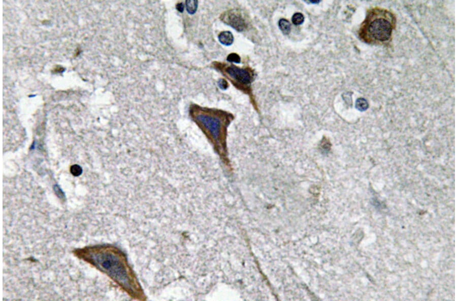 Immunohistochemistry - Anti-Ob-R Antibody (R12-2280) - Antibodies.com