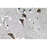 Immunohistochemistry - Anti-Ob-R Antibody (R12-2280) - Antibodies.com