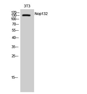 Western blot analysis of 3T3 cells using Anti-NOL8 Antibody.