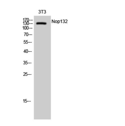 Western Blot - Anti-NOL8 Antibody (C17165) - Antibodies.com