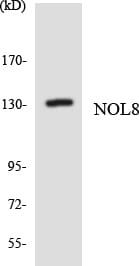 Western blot analysis of the lysates from HepG2 cells using Anti-NOL8 Antibody.