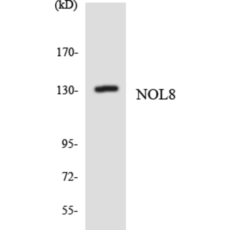 Western Blot - Anti-NOL8 Antibody (R12-3098) - Antibodies.com