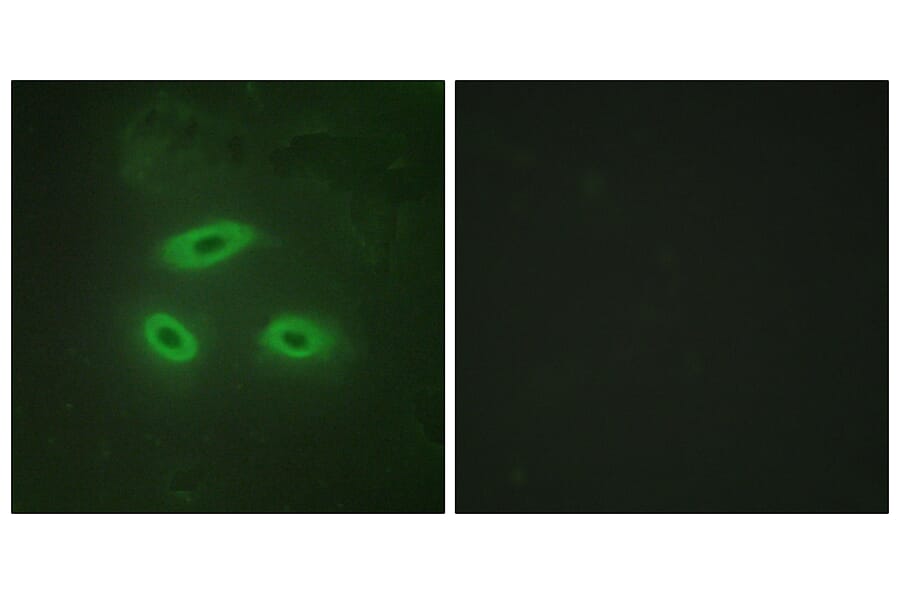 Immunofluorescence - Anti-NKTR Antibody (C10518) - Antibodies.com