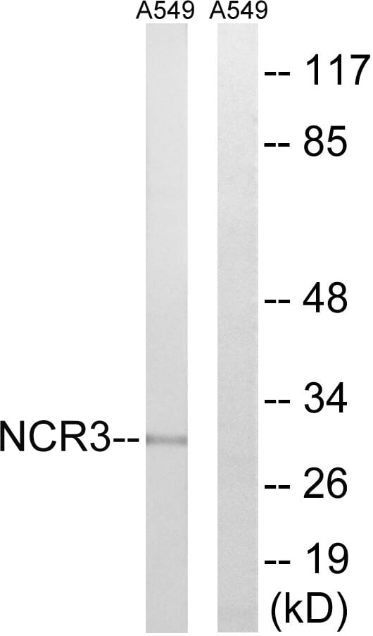 Western blot analysis of lysates from A549 cells using Anti-NCR3 Antibody. The right hand lane represents a negative control, where the antibody is blocked by the immunising peptide.