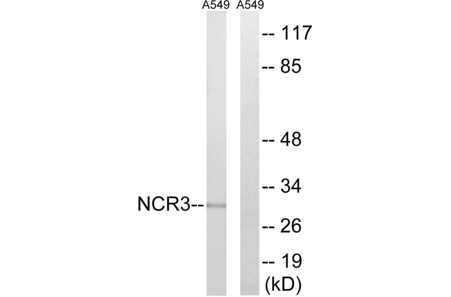 Western Blot - Anti-NCR3 Antibody (C16875) - Antibodies.com