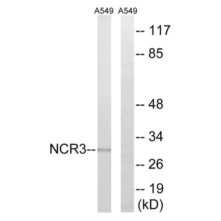 Western Blot - Anti-NCR3 Antibody (C16875) - Antibodies.com