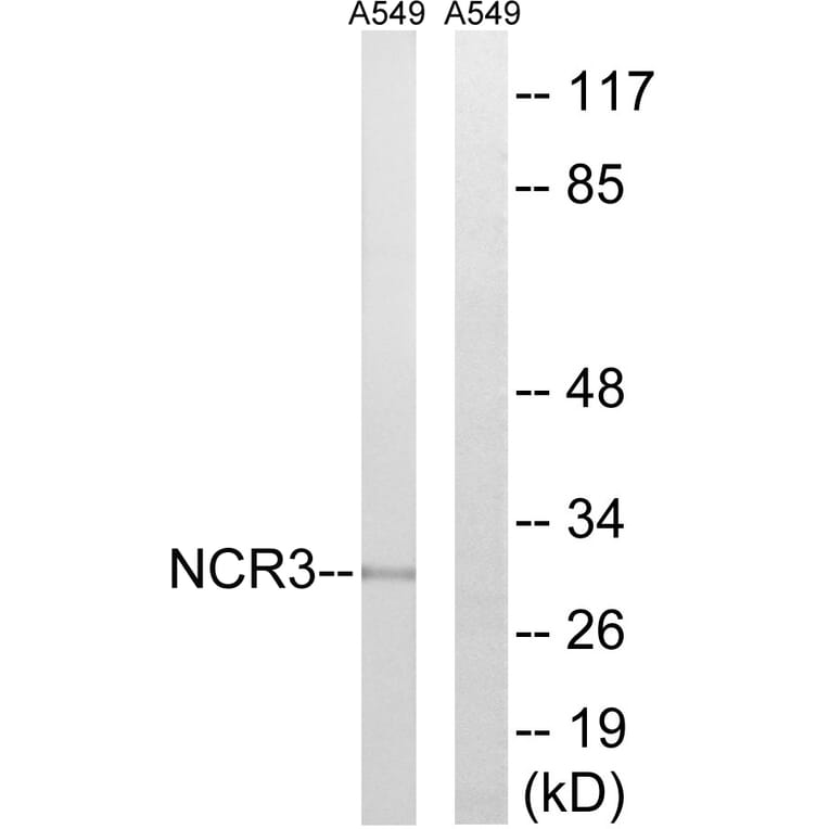 Western Blot - Anti-NCR3 Antibody (C16875) - Antibodies.com