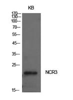 Western blot analysis of extracts from KB cells using Anti-NCR3 Antibody.