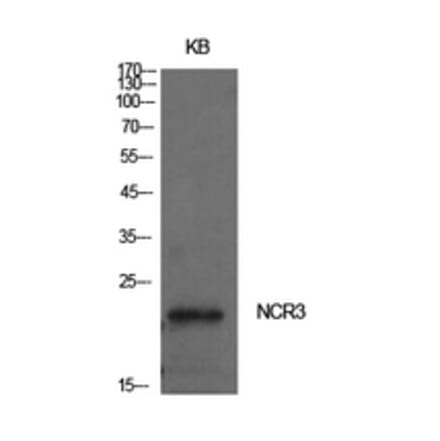 Western Blot - Anti-NCR3 Antibody (C30528) - Antibodies.com