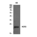 Western Blot - Anti-NCR3 Antibody (C30528) - Antibodies.com