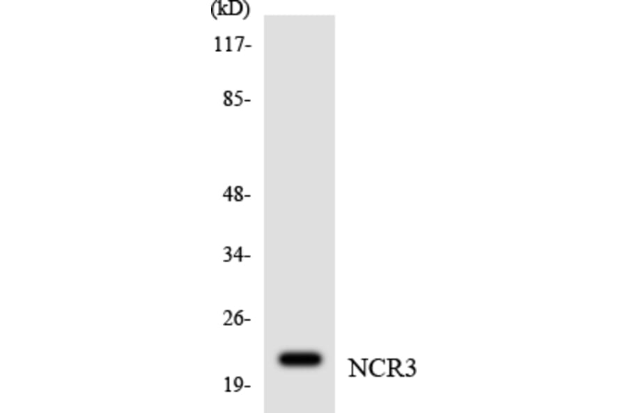 Western Blot - Anti-NCR3 Antibody (R12-3079) - Antibodies.com