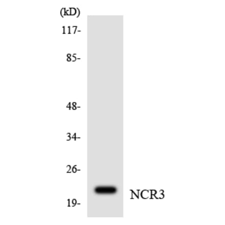 Western Blot - Anti-NCR3 Antibody (R12-3079) - Antibodies.com