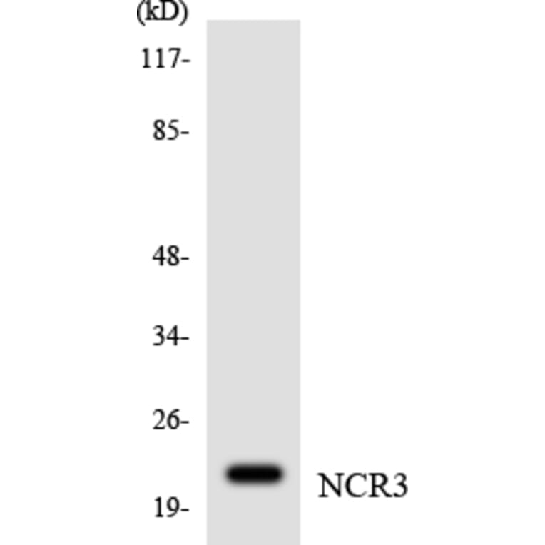 Western Blot - Anti-NCR3 Antibody (R12-3079) - Antibodies.com