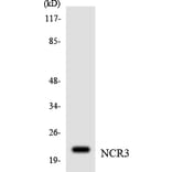 Western Blot - Anti-NCR3 Antibody (R12-3079) - Antibodies.com