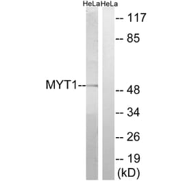 Western Blot - Anti-MYT1 Antibody (B8151) - Antibodies.com
