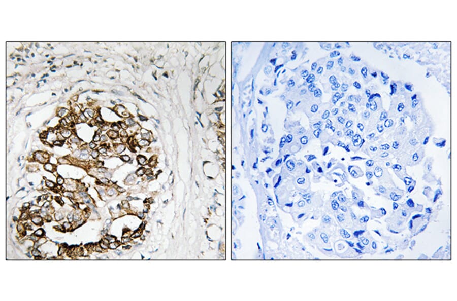 Immunohistochemistry - Anti-MYT1 Antibody (B8151) - Antibodies.com