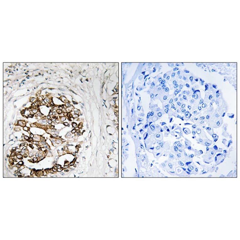 Immunohistochemistry - Anti-MYT1 Antibody (B8151) - Antibodies.com