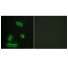 Immunofluorescence - Anti-MUC1 Antibody (C10386) - Antibodies.com