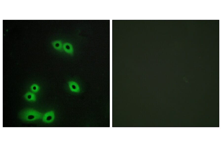 Immunofluorescence - Anti-MUC1 Antibody (C10386) - Antibodies.com