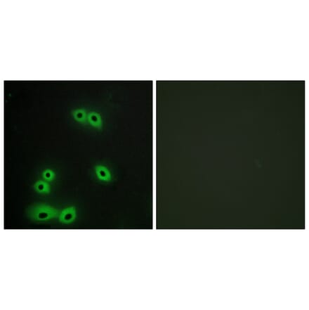 Immunofluorescence - Anti-MUC1 Antibody (C10386) - Antibodies.com