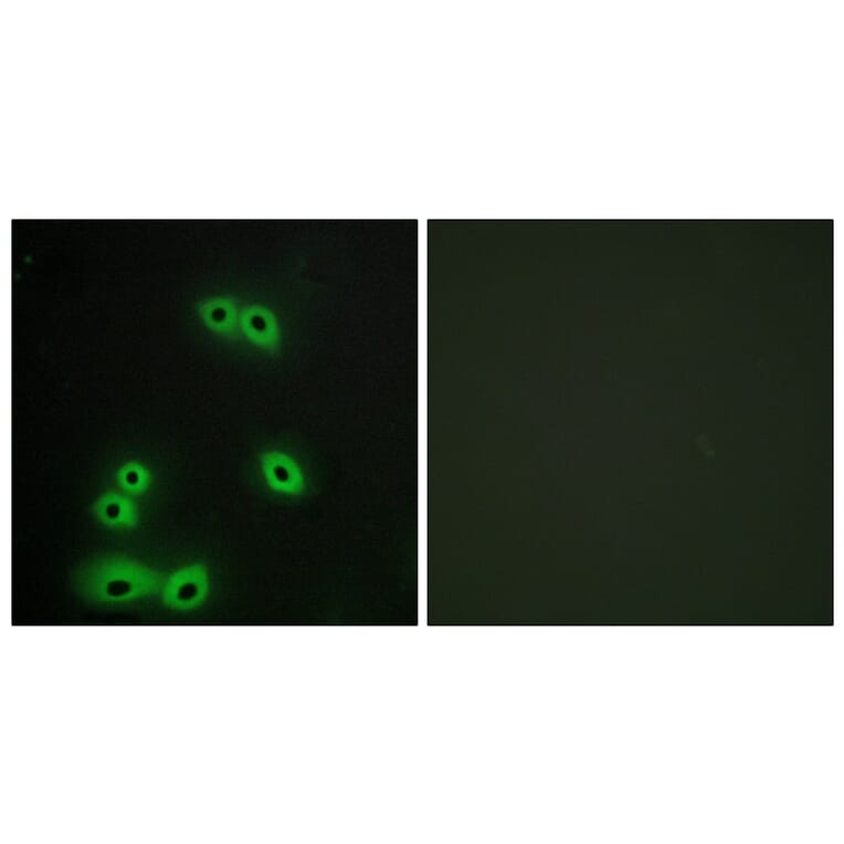Immunofluorescence - Anti-MUC1 Antibody (C10386) - Antibodies.com