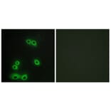 Immunofluorescence - Anti-MUC1 Antibody (C10386) - Antibodies.com