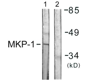 Western Blot - Anti-MKP1 Antibody (B1099) - Antibodies.com
