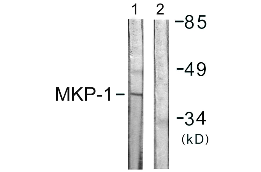 Western Blot - Anti-MKP1 Antibody (B1099) - Antibodies.com
