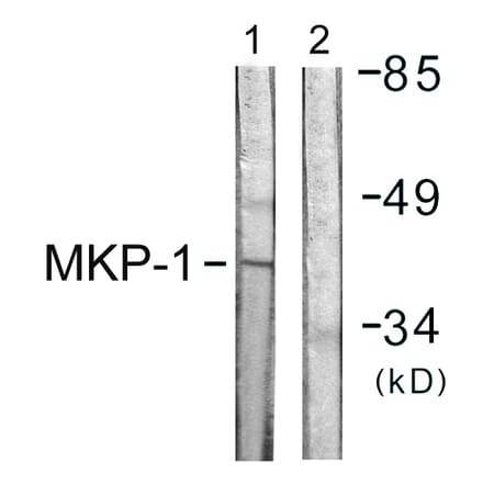 Western Blot - Anti-MKP1 Antibody (B1099) - Antibodies.com